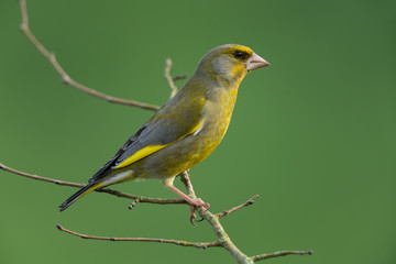 European greenfinch, Chloris chloris