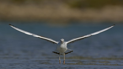 Slender-billed Gull (Chroicocephalus genei), Crete