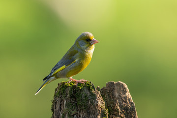 European greenfinch, Chloris chloris