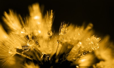 Art photo of dandelion close-up on black background. Drops of mo