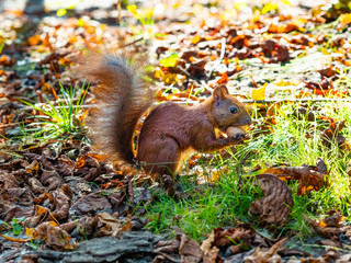 Cute bushy tailed curious red squirrel with nut in its mouth playing and hunting for food in park/forest in the autumn in preparation for the coming winter 