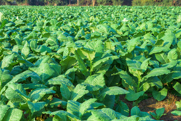 Tobacco plant in field