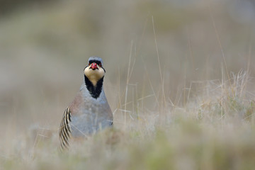 Chukar partridge (Alectoris chukar), Greece