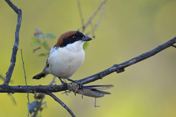 Woodchat Shrike - Lanius senator, Crete