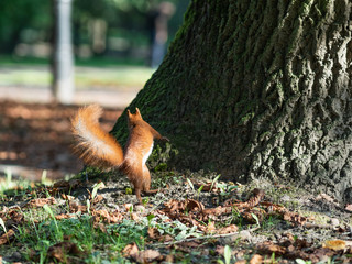 Cute bushy tailed curious red squirrel playing and hunting for food in park/forest in the autumn in preparation for the coming winter 