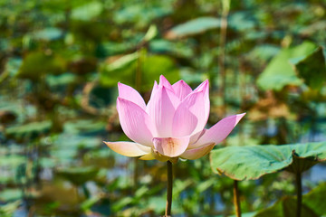 Obraz premium Lotus Flower