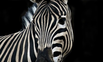 Fototapeta na wymiar Africa's nature. Zebra geometry.