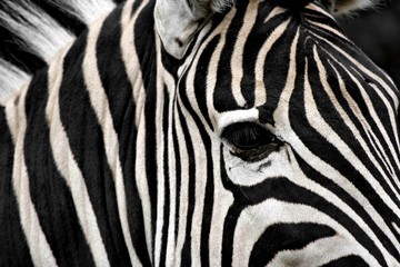 Obraz na płótnie Canvas Africa's nature. Zebra geometry.