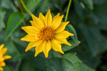 Chamomile and other flowers grow on a flower bed