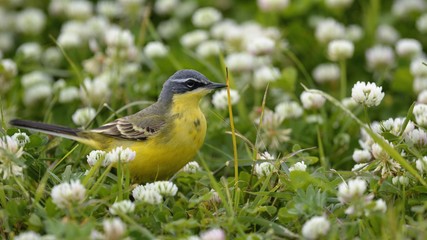 Yellow Wagtail - Motacilla flava, Greece