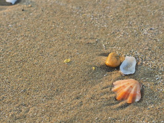 Almejas en la arena de la playa