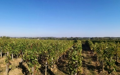 Fototapeta na wymiar Weinanbau Weinberg in der Region Bordeaux