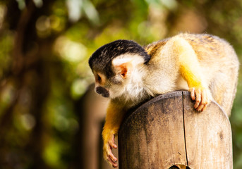 a squirrel momkey black-capped