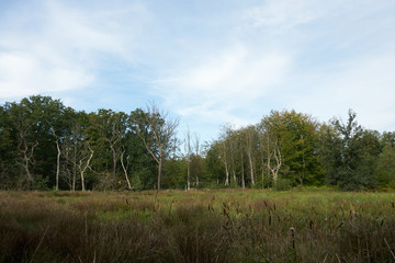 Fototapeta na wymiar Naturschutzgebiet Ressermark