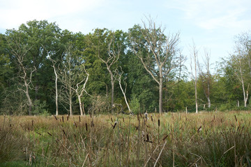 Naturschutzgebiet ressermark