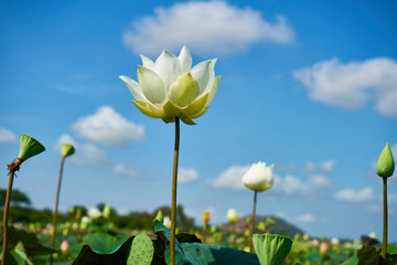 Lotus Flower Plantation