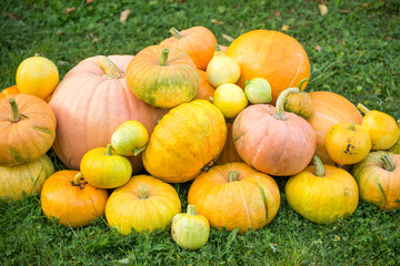 Image of harvest of pumpkins