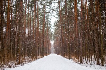 Image of snow trail and trees in forest