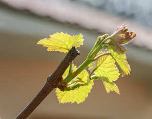 Close-up new young leaves of grape plant.