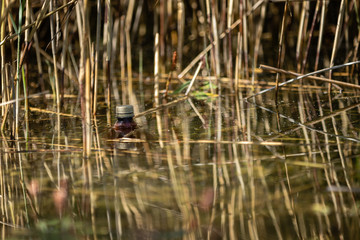Plastic bottle waste floating in pond water. Nature pollution.