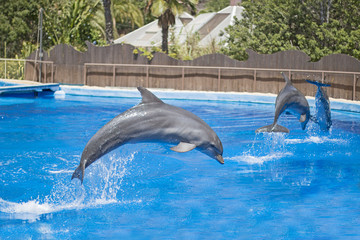 Dolphins show in a pool.