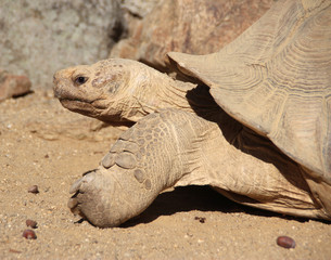 Turtle from profile