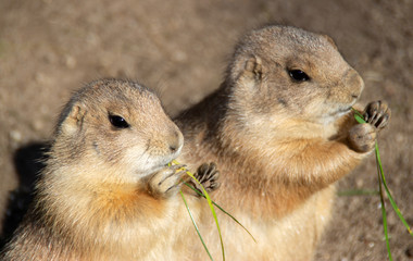 prairie dogs are eating