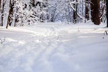 Picture of winter trees with snow and blue sky
