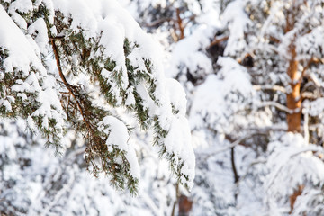 Picture of winter trees with snow and blue sky