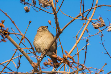 House sparrow perched on a tree branch. Passer domesticus.