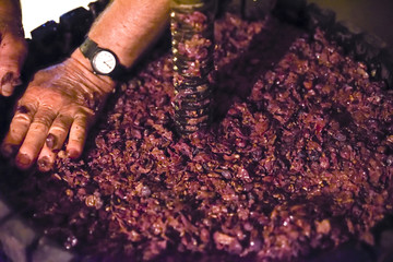 Winemaking. Old wooden wine press with must inside. Pressing of grapes for red wine