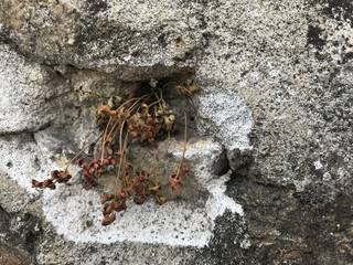 Trou et plante 
