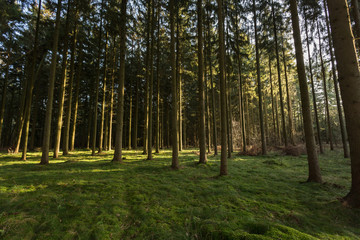 Obraz premium sonnendurchfluteter Kiefernwald