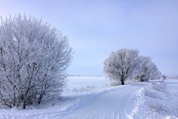 wood in frost, tree in frost, snowy road, snow-covered steppe, frosty day