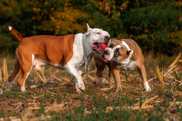  american staffordshire terrier two dogs funny games walking in a field at sunset