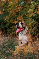 american staffordshire terrier dog beautiful autumn portrait walking in the forest