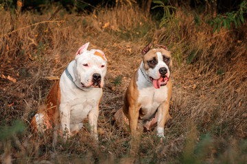  american staffordshire terrier dog autumn portrait of two dogs for a walk in the park