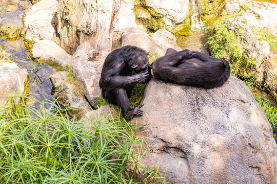 Chimpanc&eacute;s
