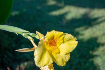Morning flowers