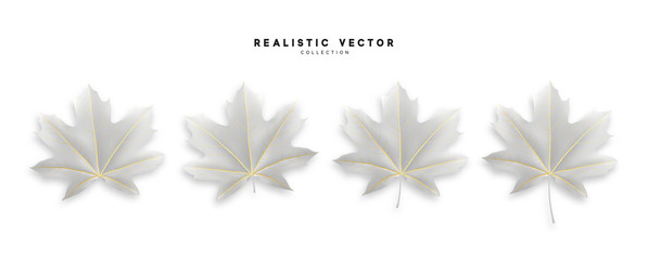 Set of autumn maple leaves