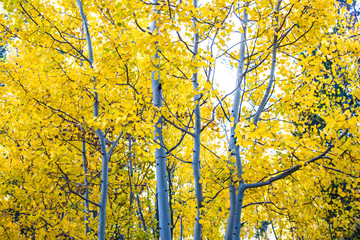 Aspens in autumn