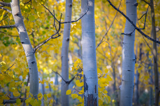 &ldquo;Trembling Aspen&rdquo; Images – Browse 3,038 Stock Photos, Vectors, and