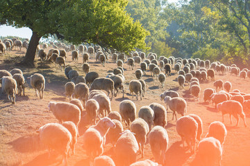 Sheep and goats graze on green grass in spring	