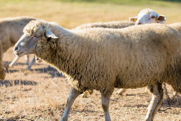 Obraz premium Sheep and goats graze on green grass in spring 