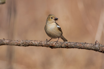 Chaffinch sits on a larch branch with a seed in its beak.