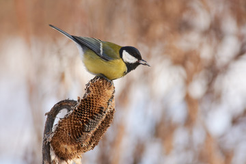 Great tit sits on a sunflower basket with a seed in its beak.