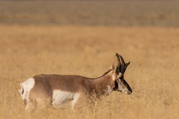 Pronghorn Antelope Buck in Fall