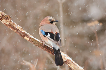Eurasian jay sits on a oak branch half-turned under the falling snow in a forest park.