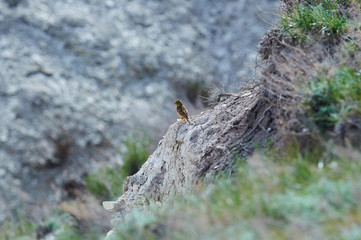 Ortolan sits on an impressive stone wall of a chalk gully.