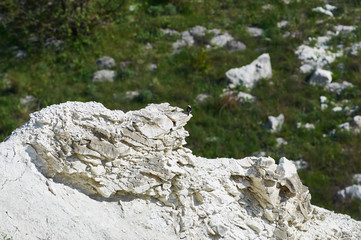 Pied wheatear sits on an impressive stone wall of a chalk gully.